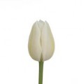 Tulips - White